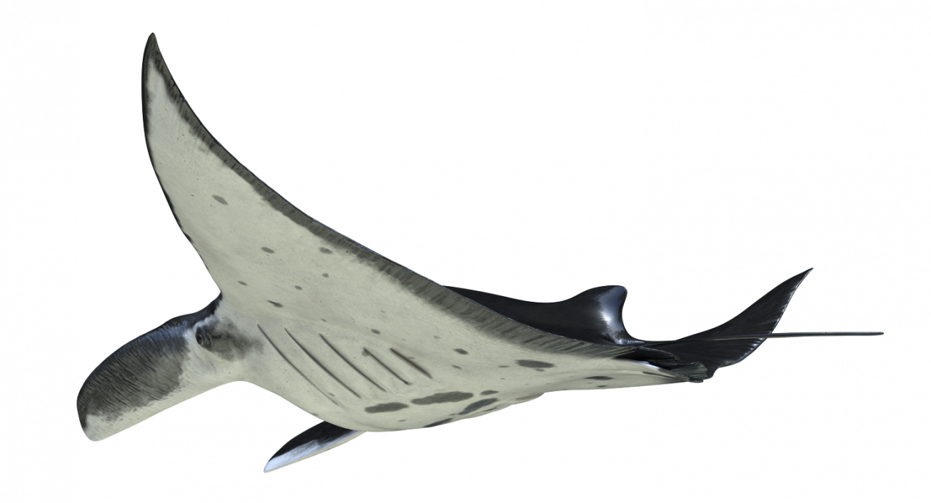 3D Manta Ray Pose 2