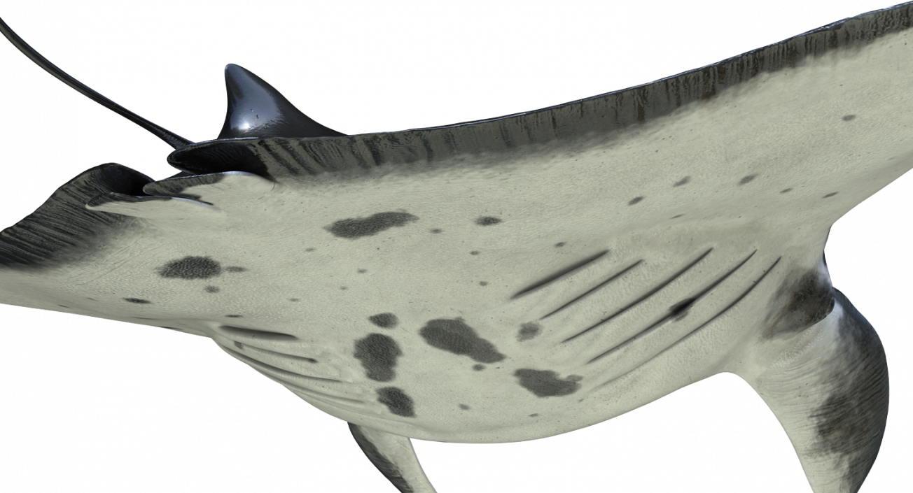 3D Manta Ray Pose 2