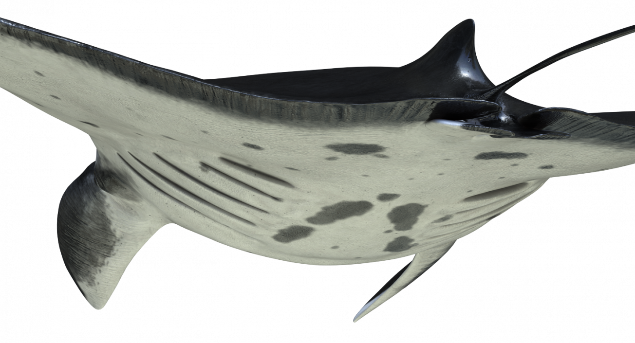 3D Manta Ray Pose 2