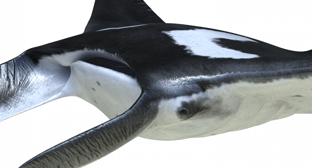 3D Manta Ray Pose 2