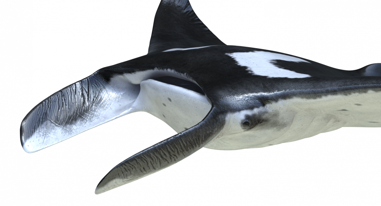 3D Manta Ray Pose 2