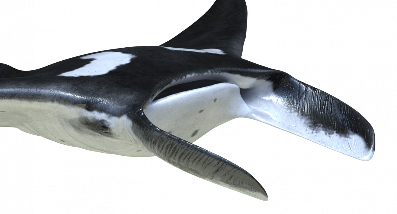 3D Manta Ray Pose 2