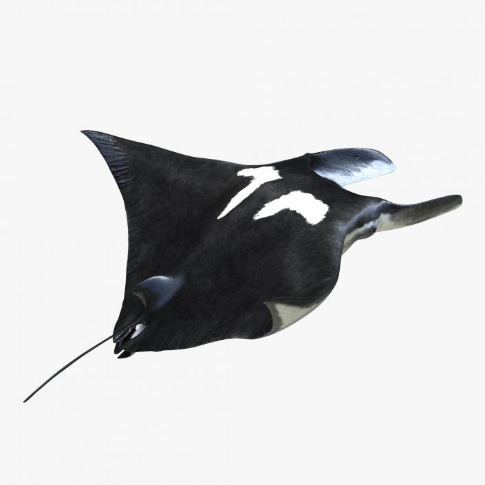 3D Manta Ray Pose 2