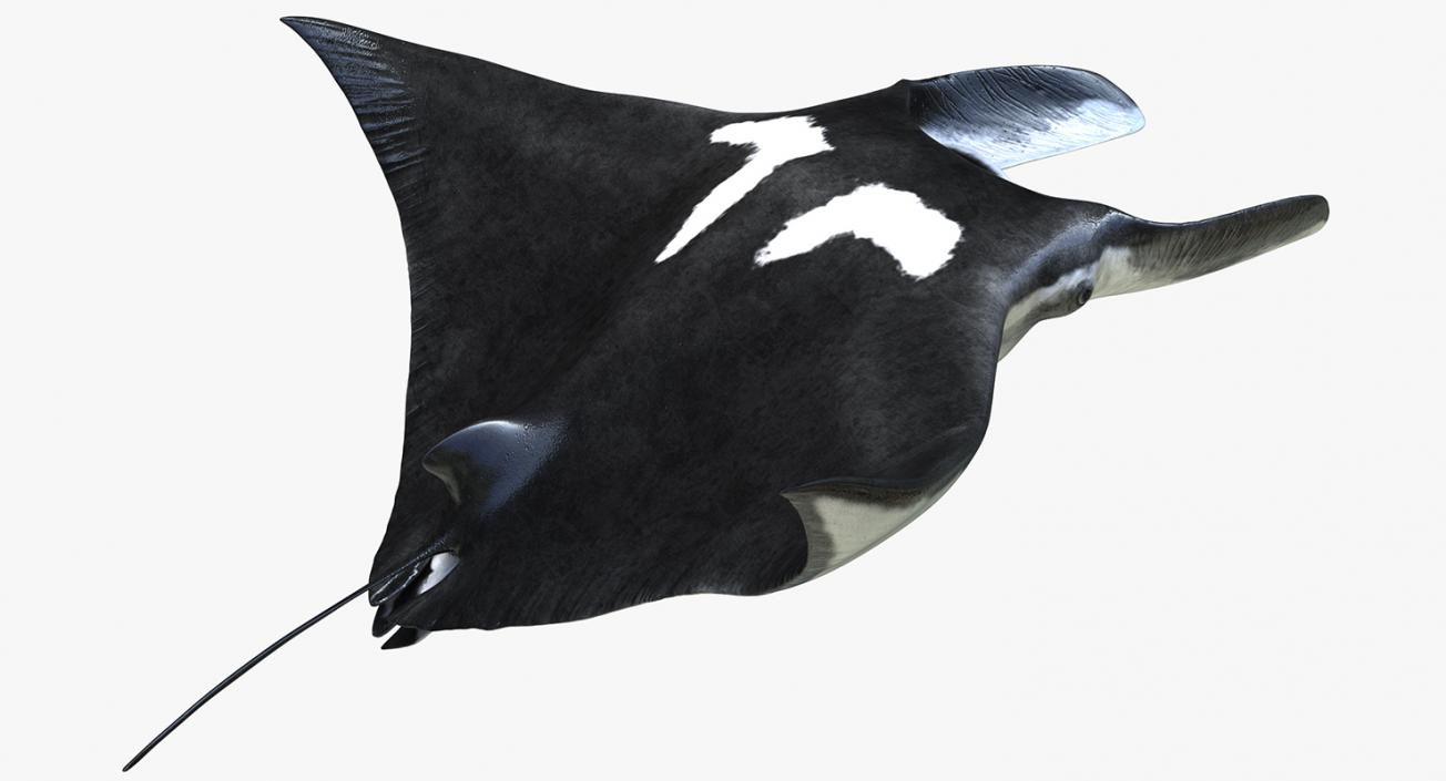 3D Manta Ray Pose 2