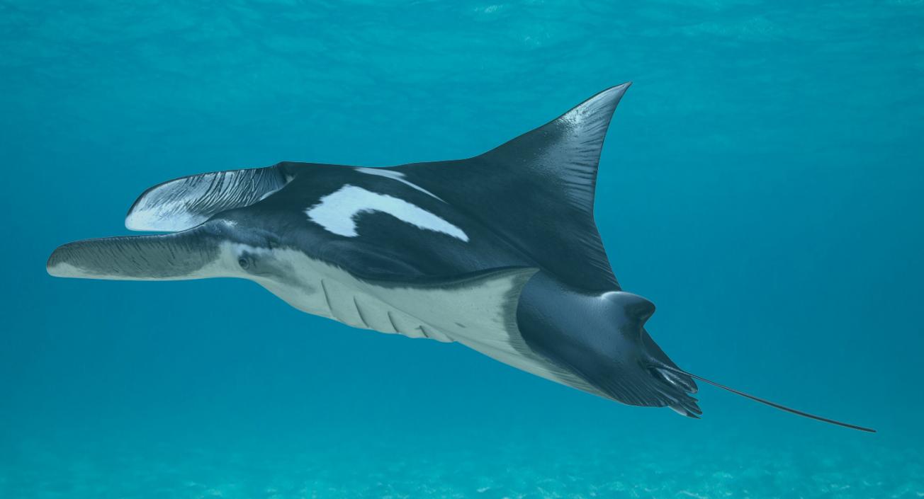 3D Manta Ray Pose 2