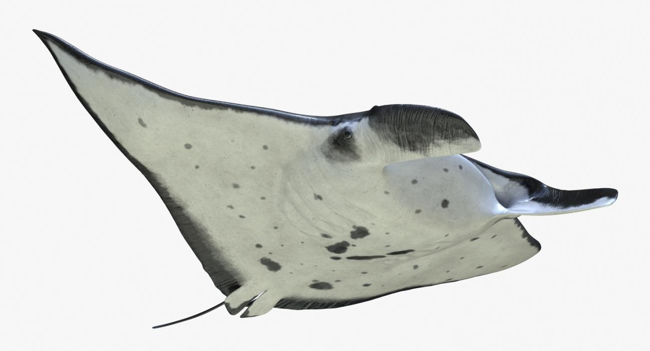 3D Manta Ray Pose 2