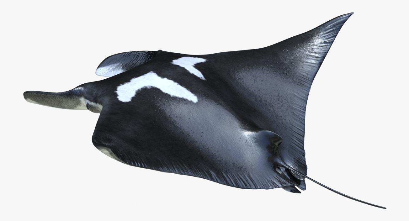 3D Manta Ray Pose 2