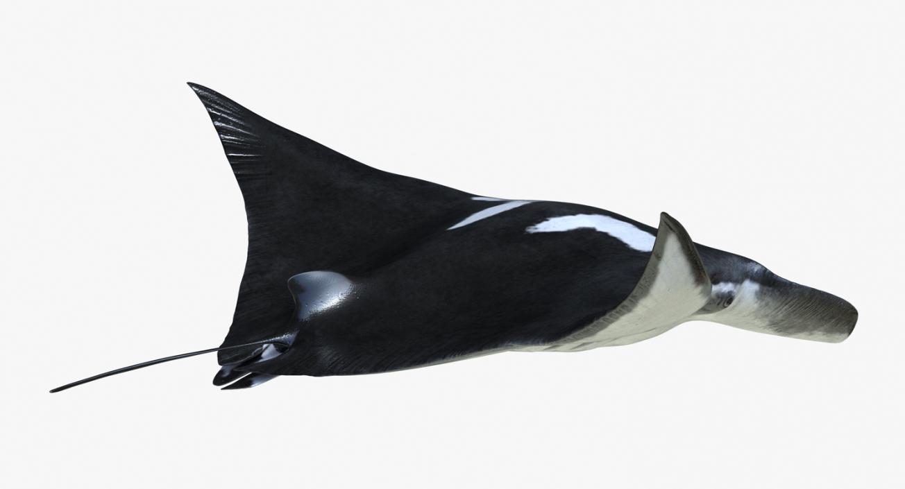 3D Manta Ray Pose 2