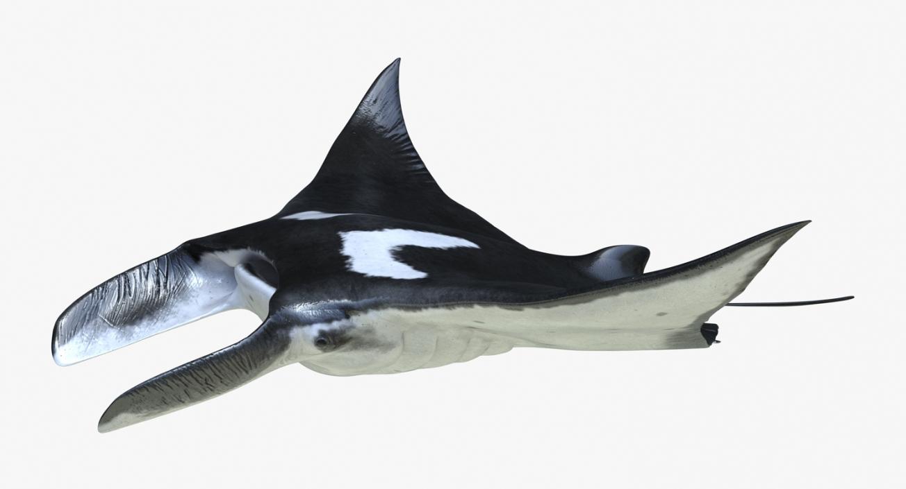 3D Manta Ray Pose 2