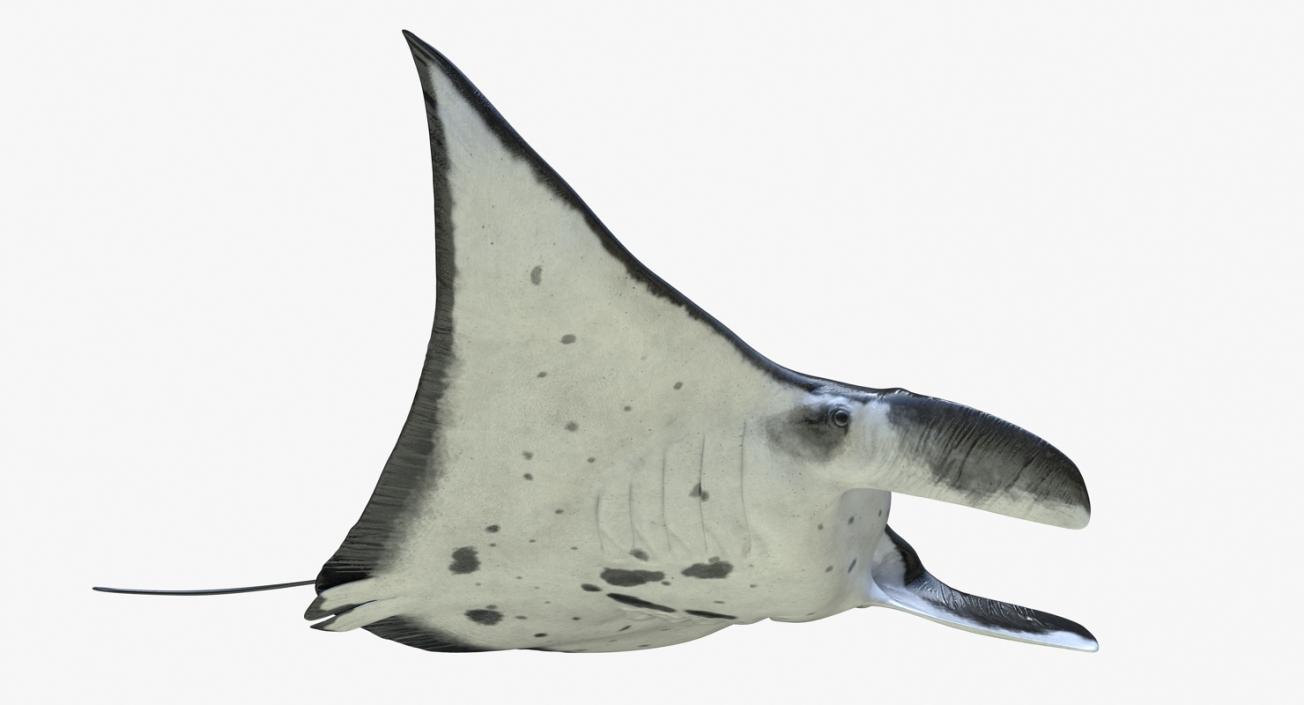 3D Manta Ray Pose 2