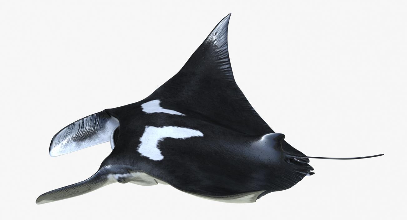 3D Manta Ray Pose 2