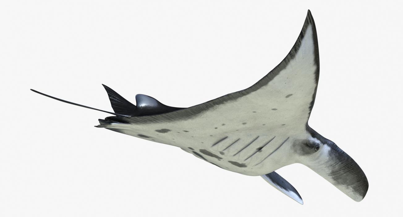 3D Manta Ray Pose 2