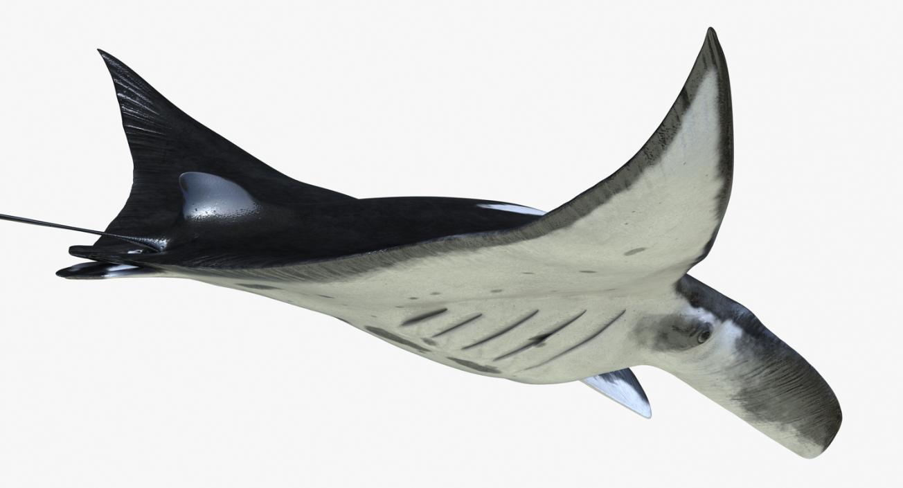 3D Manta Ray Pose 2