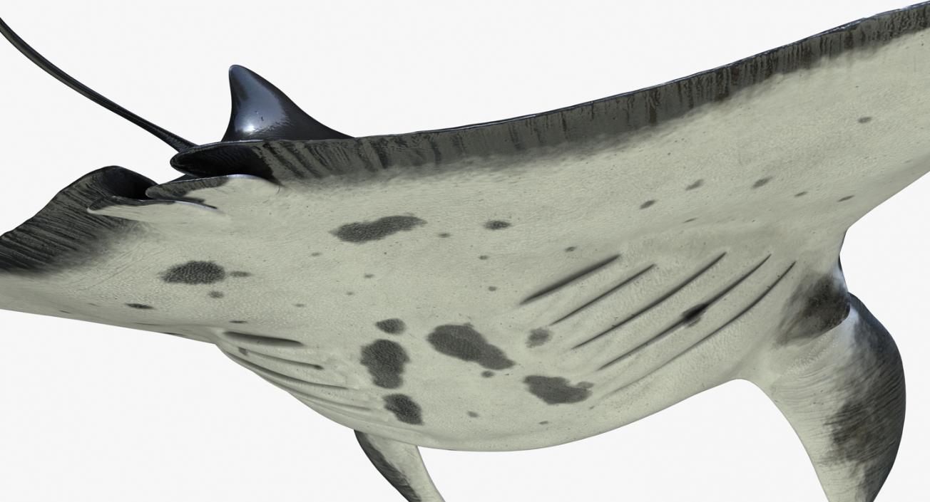 3D Manta Ray Pose 2