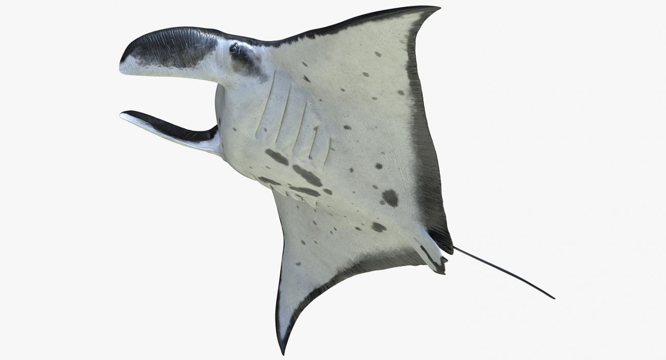 3D Manta Ray Pose 3