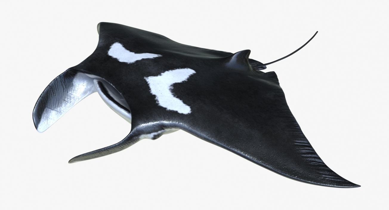 3D Manta Ray Pose 3