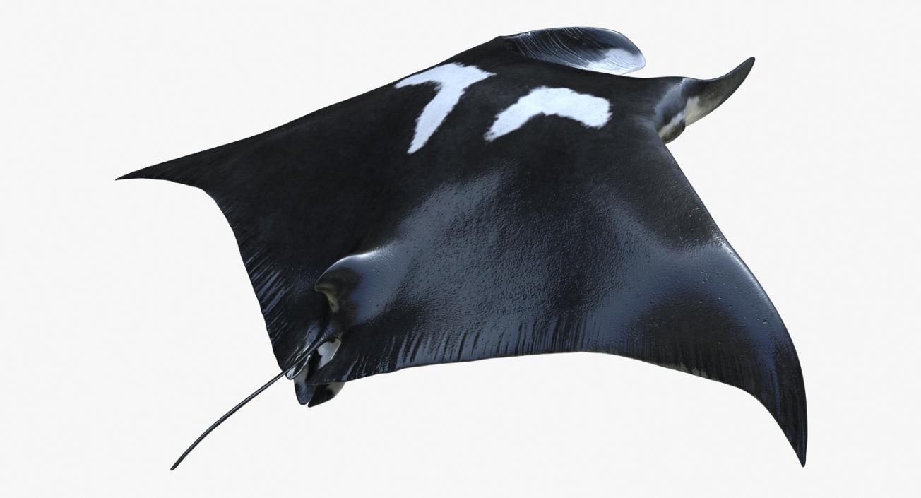 3D Manta Ray Pose 3