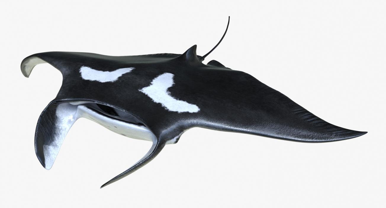 3D Manta Ray Pose 3