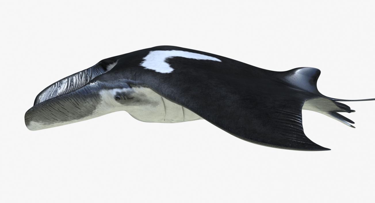 3D Manta Ray Pose 3