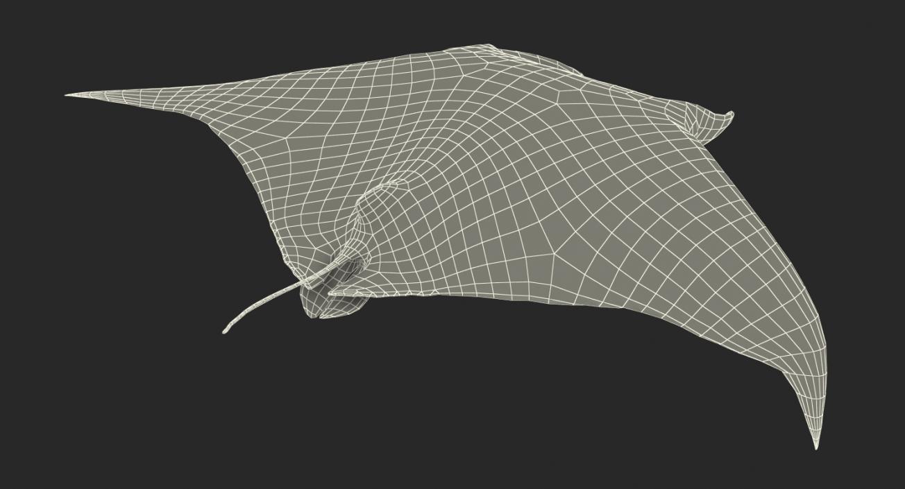 3D Manta Ray Pose 3