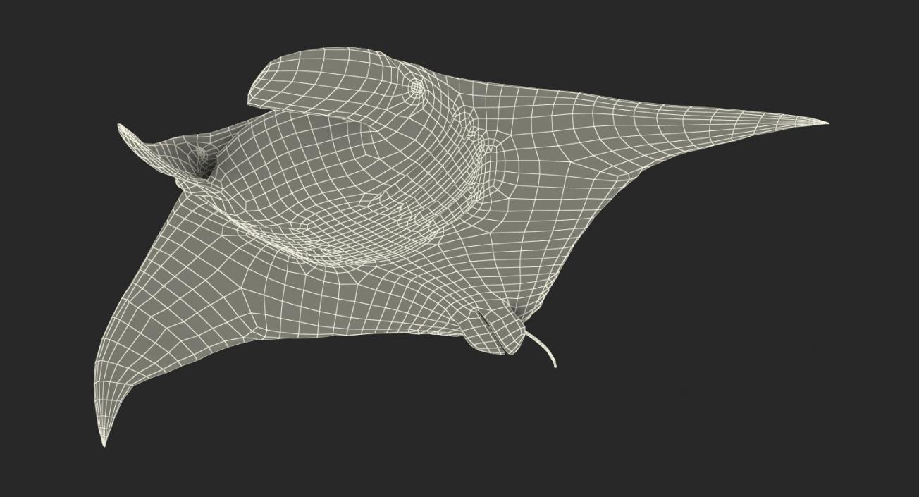 3D Manta Ray Pose 3