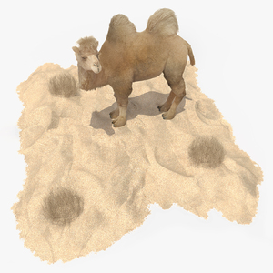 3D Bactrian Camel on Desert Sand Fur model