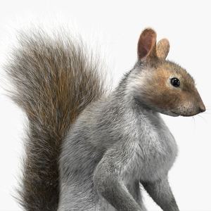 3D Squirrel Standing Gray Fur