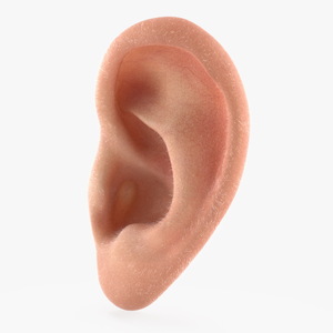 3D Realistic Human Ear Left Fur model