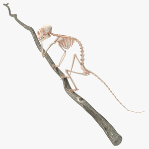 Marmoset Monkey Skeleton Sitting 3D