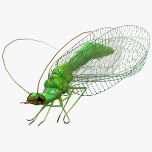 3D model Green Lacewing Rigged for Cinema 4D