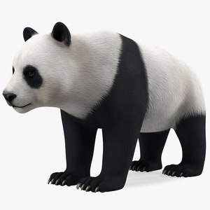 3D Giant Panda Rigged model