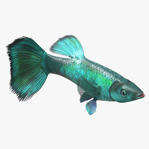 3D Guppy Fish Malachite Rigged for Cinema 4D