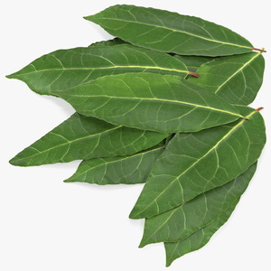 3D Laurel Leaves model