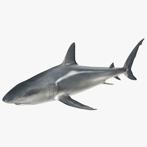 Caribbean Reef Shark Rigged 3D