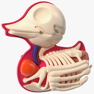 3D Bath Duck Anatomy Skeleton