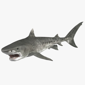 Tiger Shark Rigged for Maya 3D