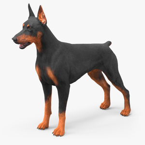 3D model Doberman Pinscher Dog Fur