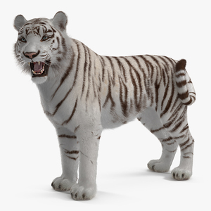 White Tiger Rigged with Fur 3D