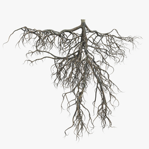 3D model Tree Roots