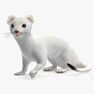 3D model Ermine Mammal White Rigged for Maya