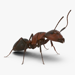 Red Ant Pose 2 3D model