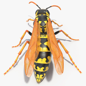 Wasp Standing Pose Fur 3D