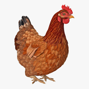 3D model Brown Chicken Siting Pose