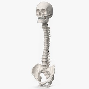 3D Bone Skull and Cervical Spine Fixation model