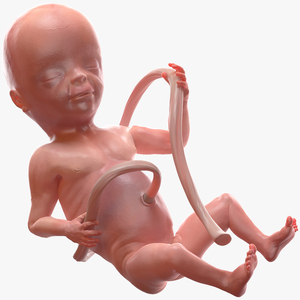 3D model Human Fetus at 20 Weeks Rigged