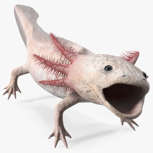 3D Axolotl Albino Rigged