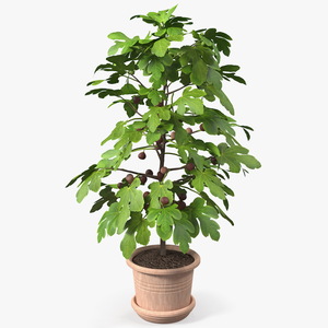 3D Potted Small Fig Tree with Fruits model