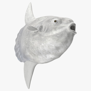 3D model Ocean Sunfish Common Mola