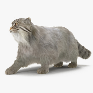 Manul Cat is Walking Fur 3D model