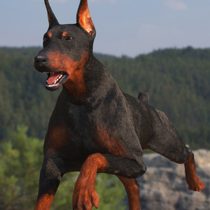 3D Doberman Pinscher Fur Rigged model